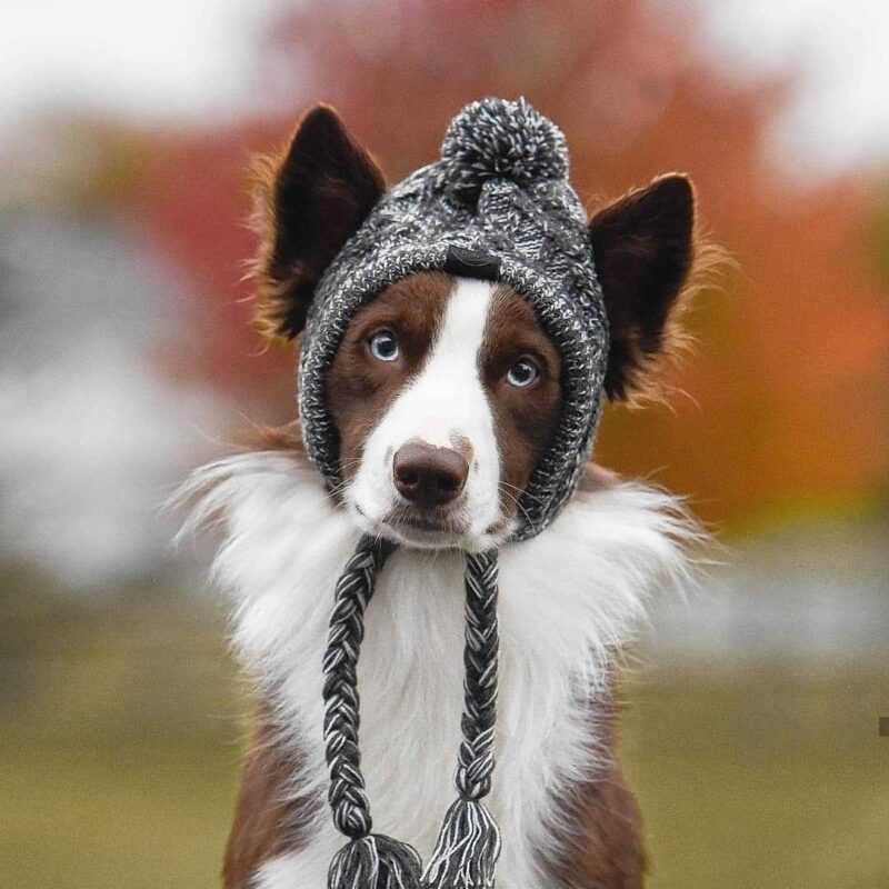 Warm Knit Dog Beanie Hat