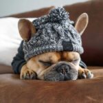 Warm Knit Dog Beanie Hat