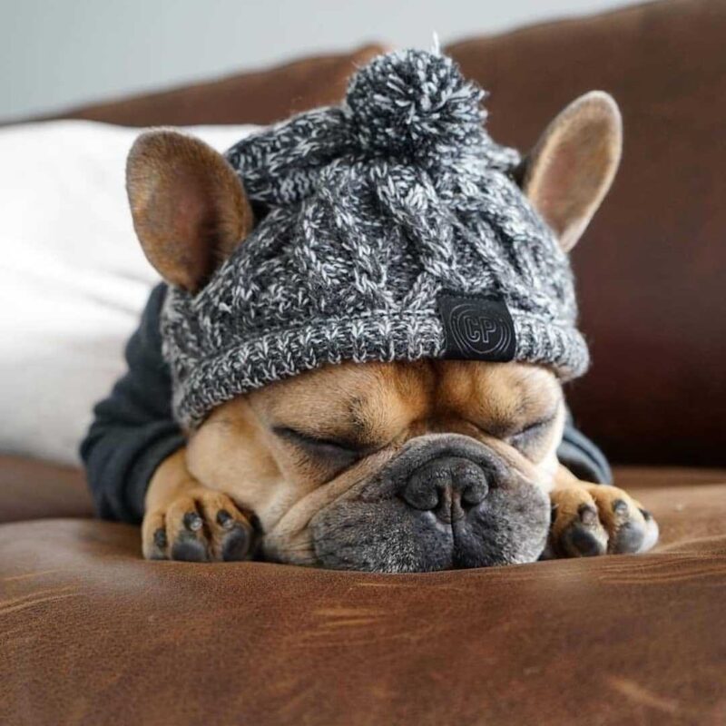 Warm Knit Dog Beanie Hat
