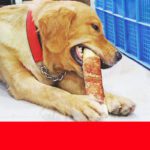 Dog Dental Chews
