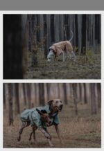 Premium Waterproof Dog Hiking Jacket - Windproof All Weather