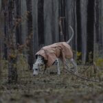 Premium Waterproof Dog Hiking Jacket - Windproof All Weather