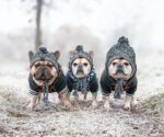 Warm Knit Dog Beanie Hat