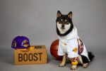 Basketball Team Dog Jacket