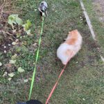 Dual Head Retractable Dog Leash with Poop