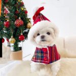 Christmas Plaid Dog Cape with Hat
