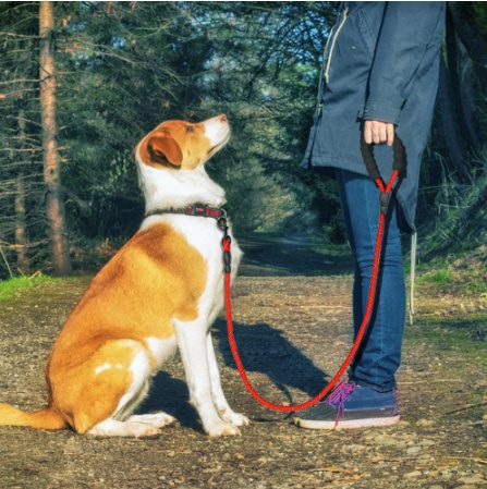 Reflective Dog Leash with Padded Handle