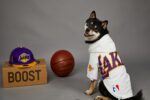 Basketball Team Dog Jacket