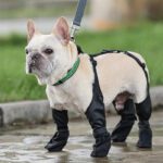 Waterproof Dog Leggings with Harness