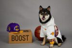 Basketball Team Dog Jacket