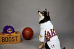 Basketball Team Dog Jacket