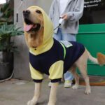 Large Dog Colorblock Reflective Sweater - Trendy Pet Apparel
