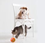 Pet Cat Wicked Ball Toy - Intelligent USB Charging