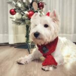 Christmas Knit Dog Scarf