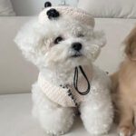 Luxury Tweed Pet Beret Hat