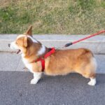 EVA Reflective Pet Dog Leash Collar Set