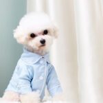 French Style Dog Pajamas