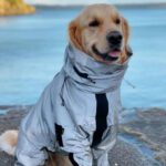 Ultimate Protection Dog Safety Vest Reflective