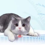 Automatic Cat Toy Smart Laser - USB Charging Interactive