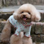Cotton Cherry Print Wavy Edge Top Dog Clothes
