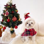 Christmas Plaid Dog Cape with Hat